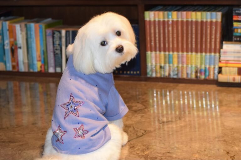 Home 2 Pet couture3