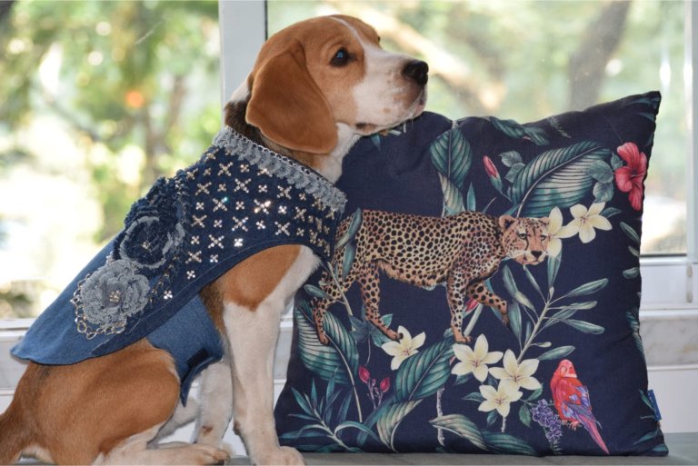 Pet Clothing In Parel